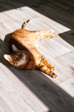 Cat stretches out on wooden floor and basking in sunlightの写真素材