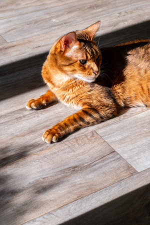 Cat lying in sunlit spot on wooden floor, enjoying the warmth.の写真素材
