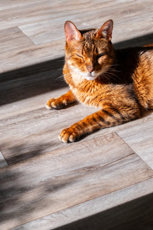 Cat lying in sunlit spot on wooden floor, enjoying the warmth.の写真素材