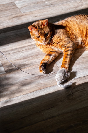 Cute cat playing with toy mouse on wooden floor, in sunlight.の写真素材