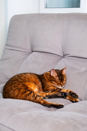 Brown cat peacefully sleeping on gray sofa in cozy home environment.の写真素材