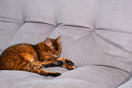 Brown cat peacefully sleeping on gray sofa in cozy home environment.の写真素材