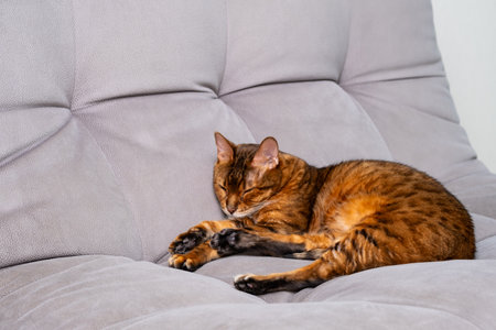 Brown cat peacefully sleeping on gray sofa in cozy home environment.の写真素材