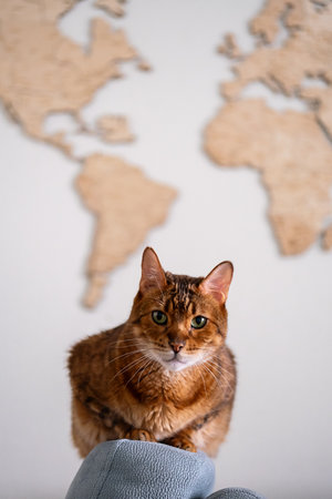 Cat sitting on a chair with world map background.の写真素材