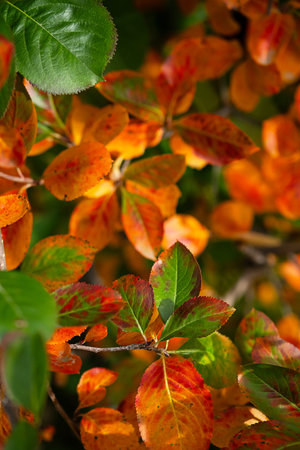 Vibrant autumn leaves in shades of red, orange, and green.