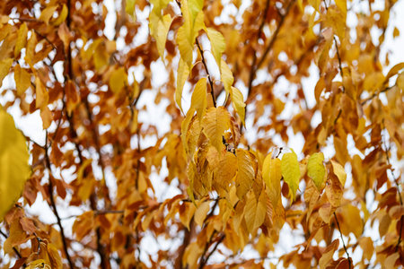 Close up of autumn leaves on tree branch with vibrant colors.