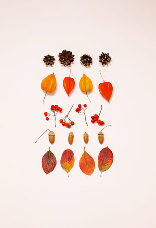 Colorful collection of autumn leaves and natural elements arranged artistically on light backdrop.