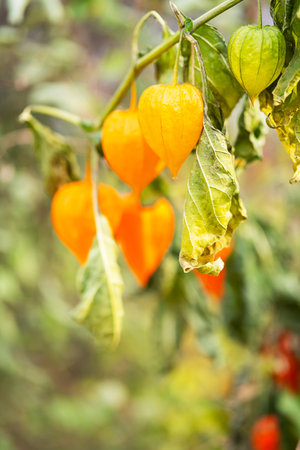 Colorful physalis fruits hanging on branch in nature.の写真素材