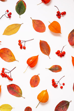 Variety of autumn leaves and berries arranged on white.の写真素材