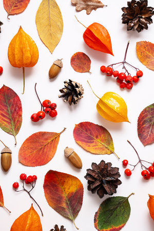Flat lay of colorful autumn leaves, berries and pine cones, showing seasonal elements.の写真素材