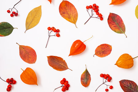 Variety of autumn leaves and berries arranged on white.の写真素材