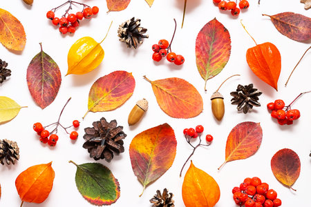 Flat lay of colorful autumn leaves, berries and pine cones, showing seasonal elements.