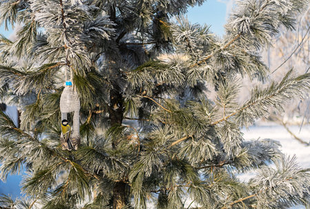 Bird feeder from plastic bottle hanging on tree branch with a titmouse enjoying seeds.