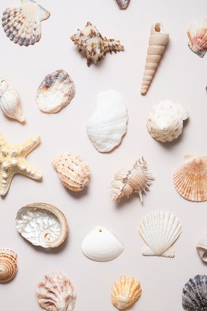 Summery background with sea shells collections.の写真素材