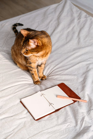 Bengal cat on bed beside open planner, blending productivity with cozy pet companionship.の写真素材