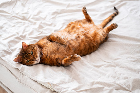 Playful Bengal cat sprawled on a cozy bed, belly-up with paws outstretched, radiating quirky charm.の写真素材