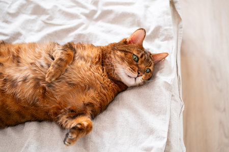 Playful Bengal cat sprawled belly-up on cozy bed, radiating hilarious charm and irresistible feline whimsy.の写真素材