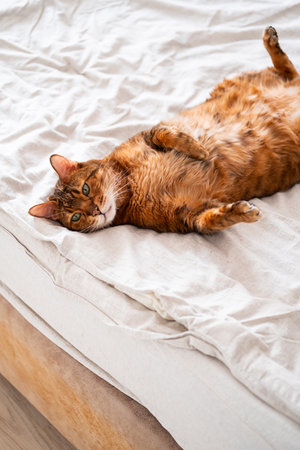 Playful Bengal cat sprawled belly-up on cozy bed, radiating hilarious charm and irresistible feline whimsy.の写真素材
