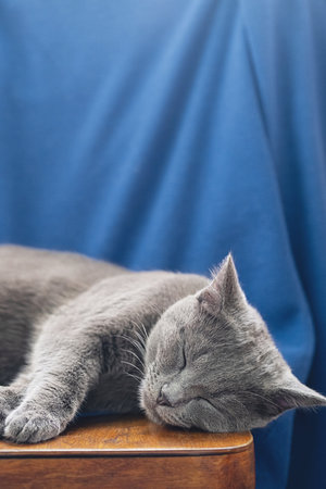 Napping Cat Portrait. Cute Gray Cat Sleeping On A Chair.の写真素材