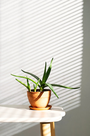 Clay Pot with Aloe Vera Plant on White Table In Sunlight and Shadows from Window Blinds.の写真素材