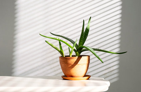 Aloe Vera Houseplant in Terracotta Pot with Light and Shadow Patterns from Blinds.の写真素材