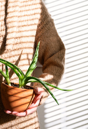 Aloe Vera Plant In Hand Of Woman.の写真素材