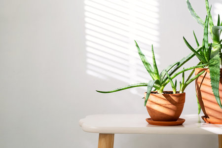 Aloe Vera Houseplants on White Table in Soft Window Light. Green Home Lifestyles.の写真素材