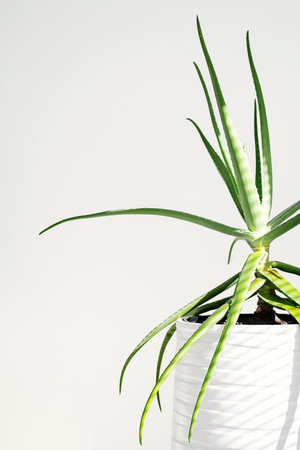 Aloe Vera Potted Plant Against White Wall.の写真素材
