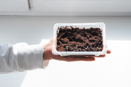 Home Gardening Concept. Seedling in Female Hand. Young Plant Growing in Soil for Cultivation and Care.の写真素材