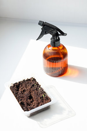 Seedling in Container with Soil and Spray Bottle. Seed Starting at Home for Gardening.の写真素材