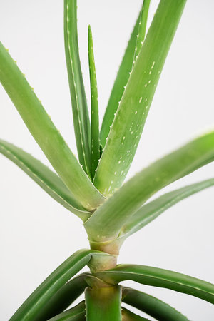 Close Up Medicinal Aloe Vera Plant Natural Treatment for Burns. Soothing Houseplant for Skin Condition Relief.の写真素材