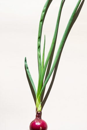 Red Onion Bulb Sprouting Fresh Scallions on Beige Background. Cooking Ingredient for Food Blogs and Nutrition Designs.の写真素材