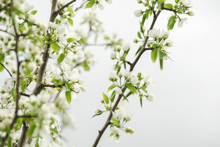 White Flower Blossom on Tree Branches Against Bright Background. Spring Nature and Garden Concept.