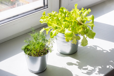 Fresh Dill and Lettuce Growing in Pots Near Window Getting Sunlight Inside an Apartment or House.の写真素材