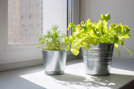 Two Metal Pots Filled with Growing Greens Indoors on Windowsill. Small Home Garden with Lettuce and Dill.の写真素材