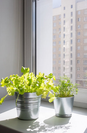 Green Leafy Lettuce and Delicate Dill Grown in Metal Pots, Bathed in Sunlight. Urban Gardening Concept.の写真素材