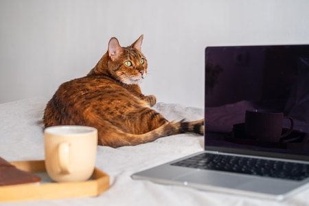Cat Lies on Bed next to Laptop and Coffee Mug. Pets and Technology in Cozy Home Environment.