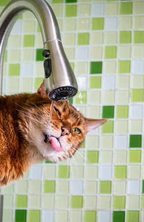 Domestic Cat Drinking Water from Kitchen Tap. Funny Feline Licking Stream with Tongue.の写真素材