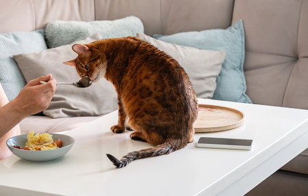 Man Feeding Cute Bengal Cat from a Spoon in the Living Room. Pet Owner Caring for Domestic Animal at Breakfast.の写真素材