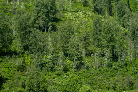 Dense Green Forest on a Mountain Slope During Summer. Natural Background Texture of Lush Foliage and Diverse Trees.の写真素材
