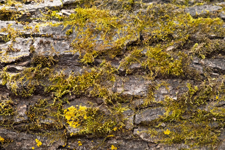 Close Up View of Green and Yellow Moss Growing on Dark Tree Bark Texture.の写真素材