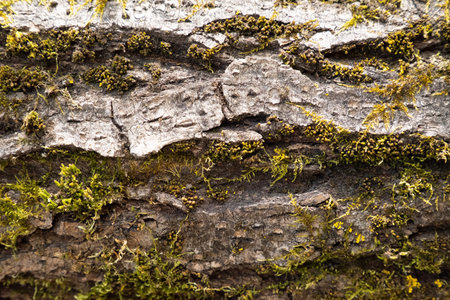 Close Up View of Rough Tree Bark with Green Moss and Yellow Lichen.