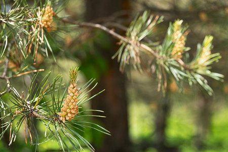 Cluster of Small Pine Pones and Green Needles on a Tree Branch, Showcasing Natural Growth Concept in Forest.の写真素材
