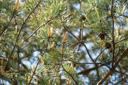 Pine Branches with Green Needles and Young Pine Cones on a Sunny Spring Day.の写真素材
