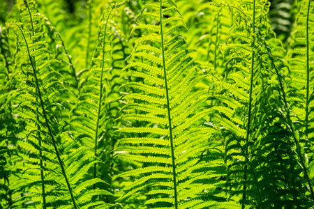Bright Green Fern Leaves Basking in Sunlight. Lush Forest Foliage with Natural Pattern and Texture.の写真素材