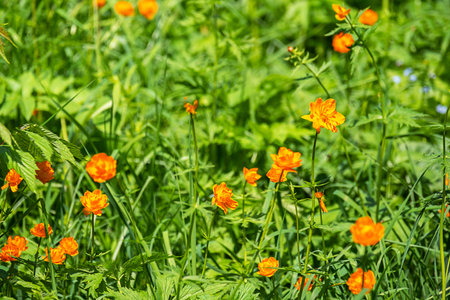 Bright Orange Trollius Flowers Blooming in Lush Green Grass. Vibrant Summer Meadow Scene Capturing Natural Beauty and Growth.の写真素材