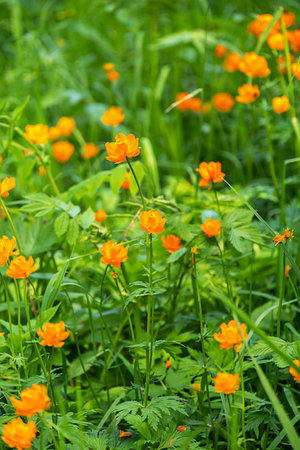 Bright Orange Globe Flowers Blooming in a Lush Green Meadow.の写真素材