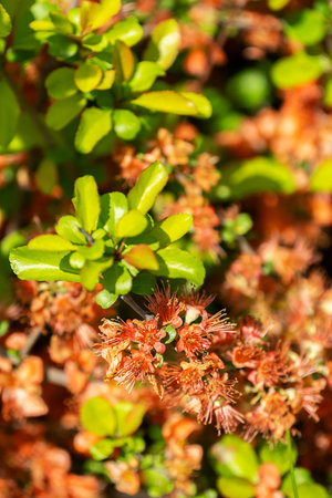Quince Tree Branch Showcasing Vibrant Orange Flowers and Lush Green Leaves. Garden and Nature Concepts.の写真素材