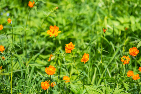 Orange Trollius Flowers Blooming in Green Meadow on a Sunny Spring Day.の写真素材