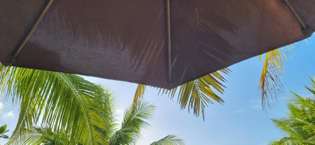 Dark Umbrella Shading Tropical Palm Fronds with Blue Sky. Concept of Vacation, Sun Protection and Summer Travel.の写真素材